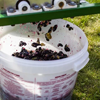 Fermenteringsbehållare 30 L med lock och kran – photo 16