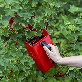 Maskin för att plocka små frukter – photo 6