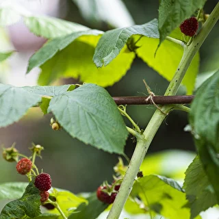Jutesnöre 1,5 mm/100 m/100 g – photo 9
