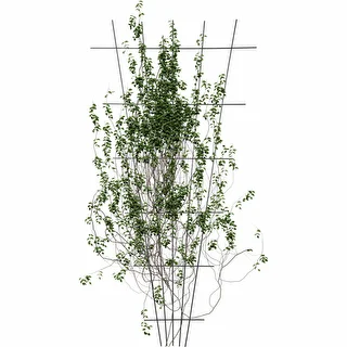 Växtstöd - galler (150cm x 75cm) 2 stycken – photo 3