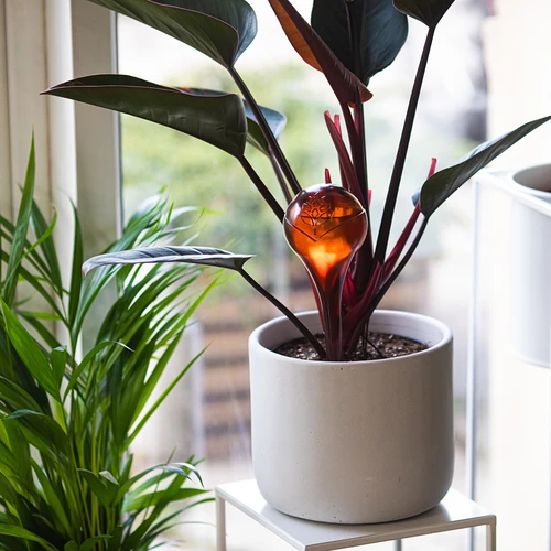 Bevattningskulor för växter, bärnstensfärgade genomskinliga, 400 ml, 4 st. - 8