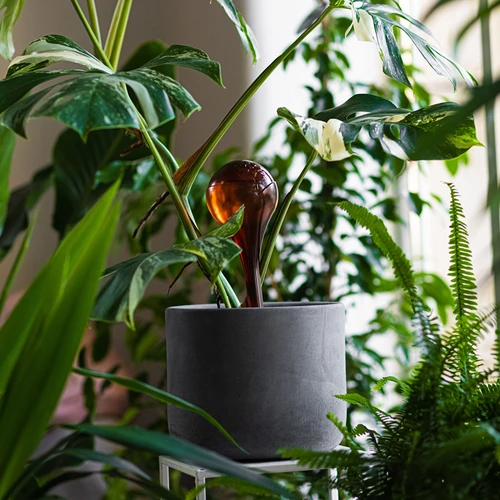 Bevattningskulor för växter, bärnstensfärgade genomskinliga, 400 ml, 4 st. - 9