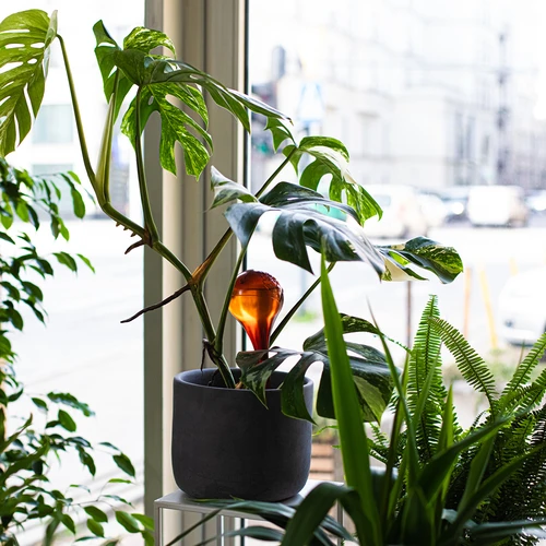 Bevattningskulor för växter, bärnstensfärgade genomskinliga, 400 ml, 4 st. - 10