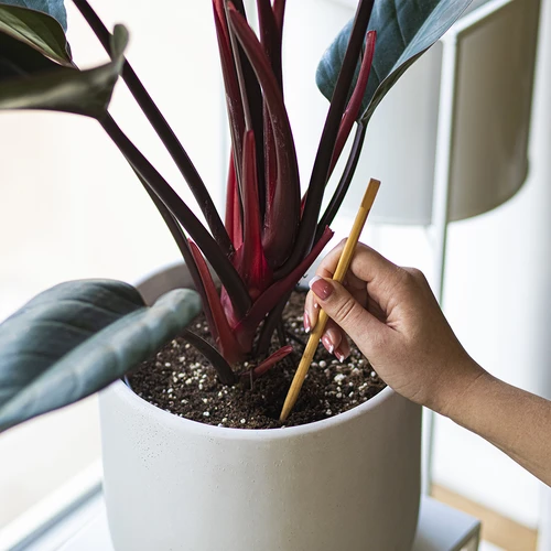 Bevattningskulor för växter, gröna transparenta, 400 ml, 2 st. - 8