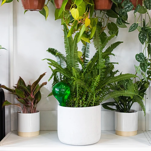 Bevattningskulor för växter, gröna transparenta, 400 ml, 4 st. - 11