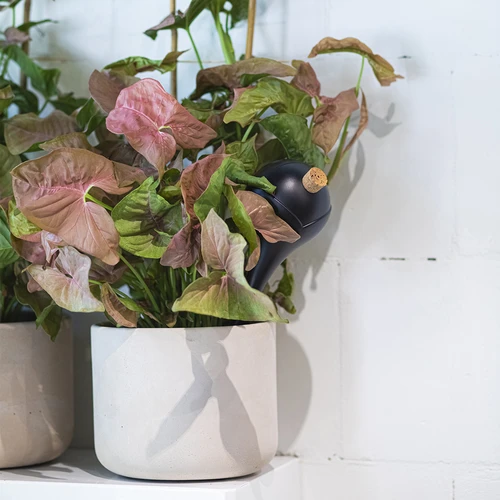 Bevattningskulor för växter, svarta matta, med kork, 400 ml, 4 st. - 10