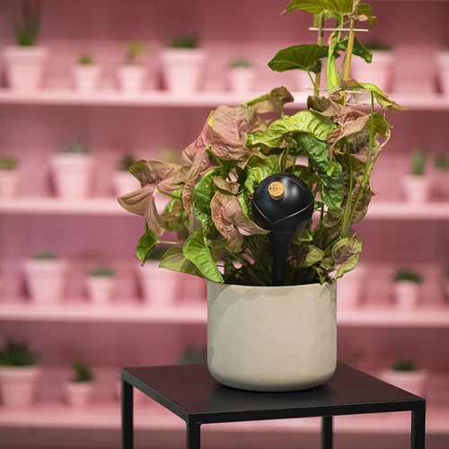 Bevattningskulor för växter, svarta matta, med kork, 400 ml, 4 st. - 11