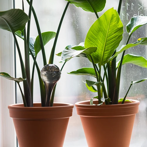 Bevattningskulor för växter, svarta transparenta, 400 ml, 2 st. - 9