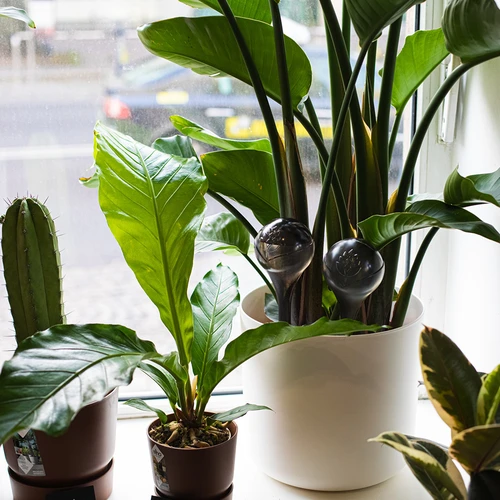 Bevattningskulor för växter, svarta transparenta, 400 ml, 2 st. - 13