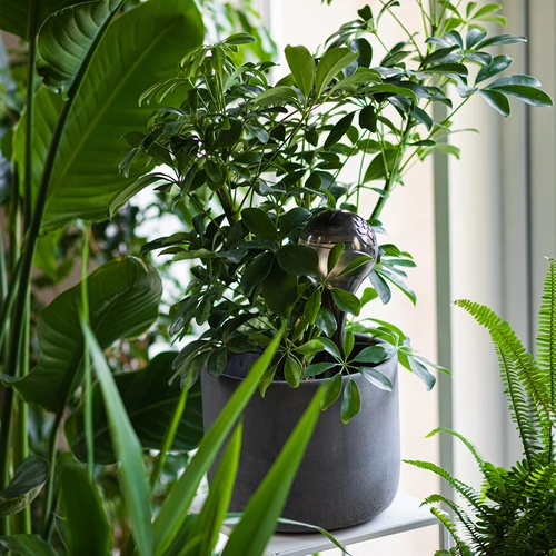 Bevattningskulor för växter, svarta transparenta, 400 ml, 4 st. - 9