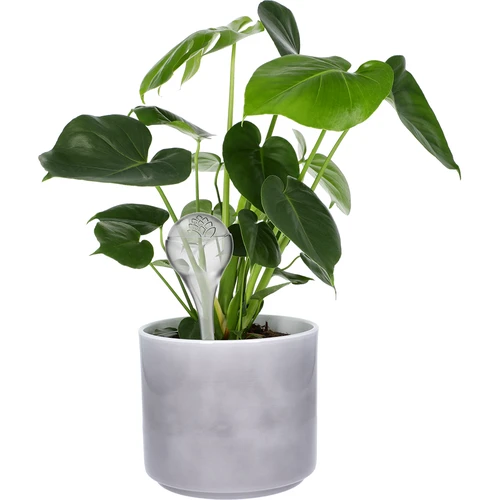 Bevattningskulor för växter, transparenta, 400 ml, 2 st. - 7