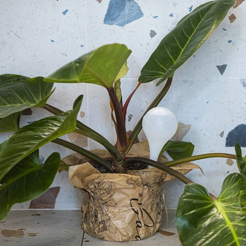 Bevattningskulor för växter, vita halvgenomskinliga, 400 ml, 4 st. - 9