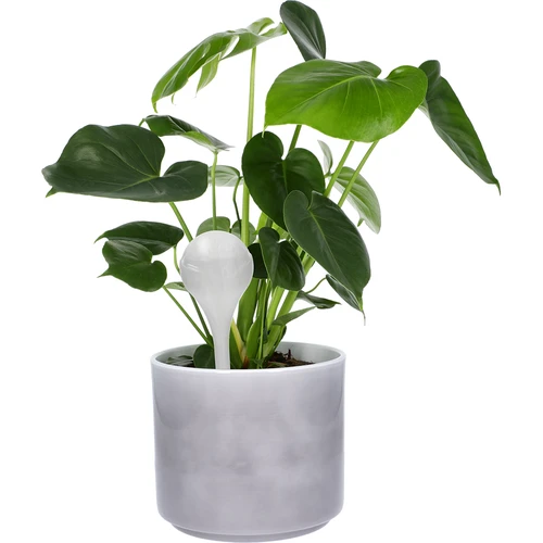 Bevattningskulor för växter, vita halvgenomskinliga, 400 ml, 4 st. - 6