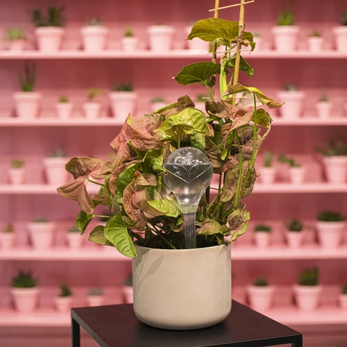 Bevattningskulor, transparenta, 400 ml, 4 st. - 12