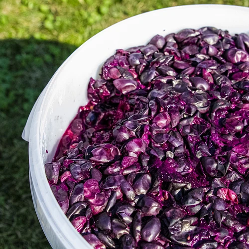 Fermenteringsbehållare 30L, i vit färg med tryck, kran och 2 rör - j.EN - 9