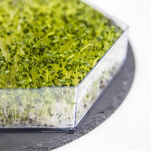 Flernivå groddmaskin Niezłe Ziółko + 10 fröpaket - 14