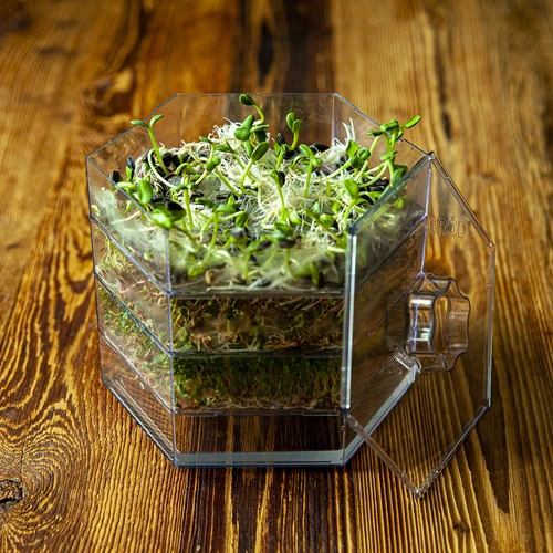 Flernivå groddmaskin Niezłe Ziółko med rädisfrön - 19