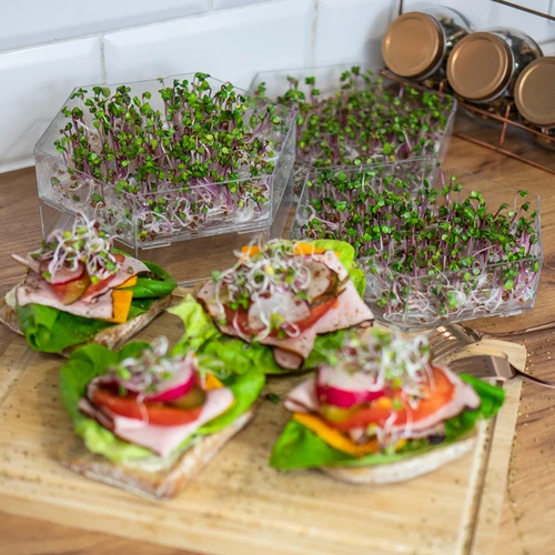 Flernivå groddmaskin Niezłe Ziółko med rädisfrön - 15