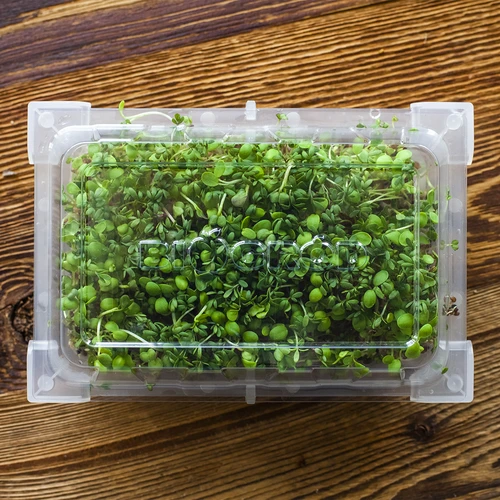 Groddtråg Grön Tofs med rädisfrön - 16