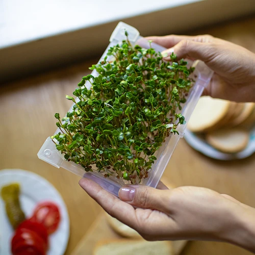 Groddtråg Grön Tofs med rädisfrön - 14