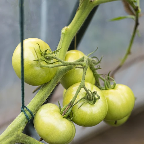 Grönt bomullssnöre 2 mm/55 m/100 g - 9