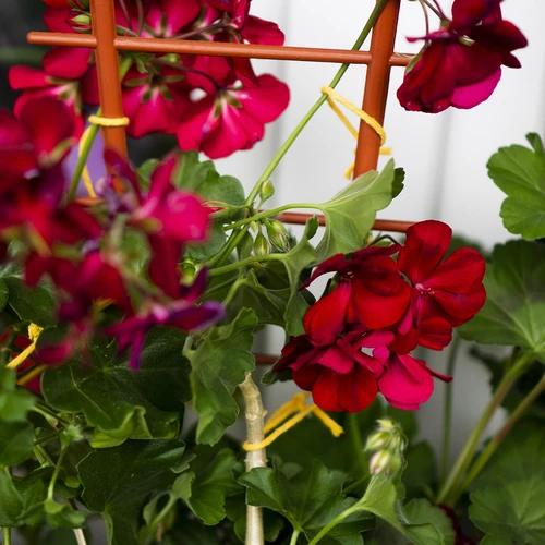 Gult bomullssnöre 2 mm/55 m/100 g - 11