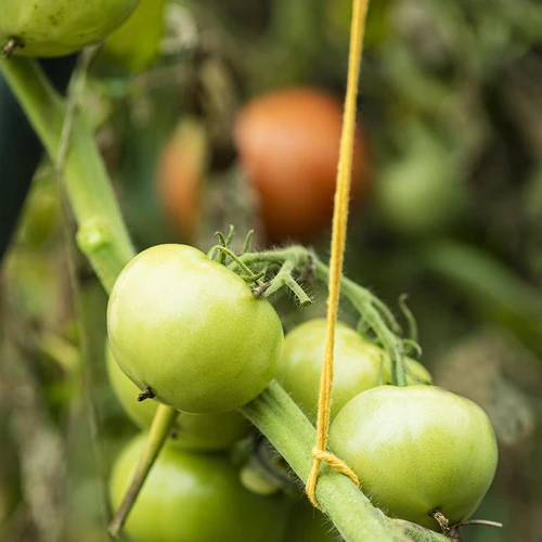 Gult bomullssnöre 2 mm/55 m/100 g - 10