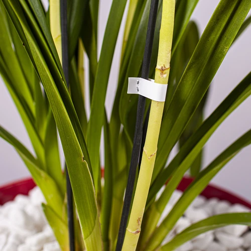 Häftklamrar för trädgårdshäftapparat - 10000 st. - 6