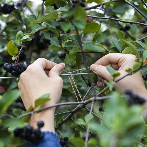 Jutesnöre 1,5 mm/100 m/100 g - 8