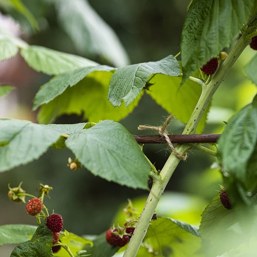 Jutesnöre 2 mm/110 m/250 g - 9