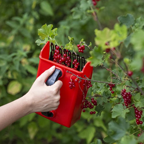 Maskin för att plocka små frukter - 8