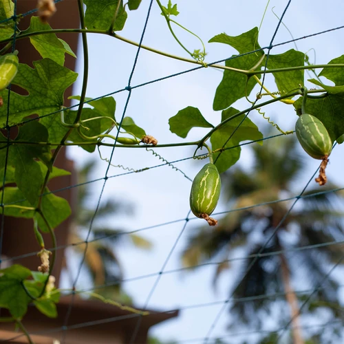 Nät för klätterväxter, 1,8 x 2,7m - 7