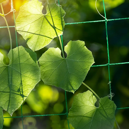 Nät för klätterväxter, 1,8 x 5m - 5