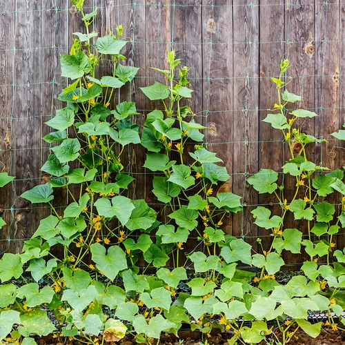 Nät för klätterväxter: 2 x 20m - 5