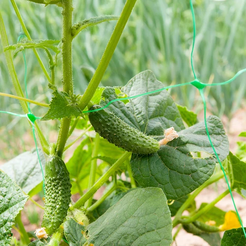 Nät för klätterväxter: 2 x 20m - 6