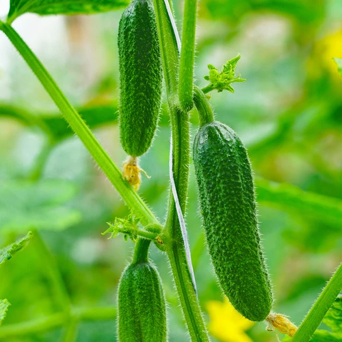 Polypropylensnöre 1 mm/65 m/50 g - 6