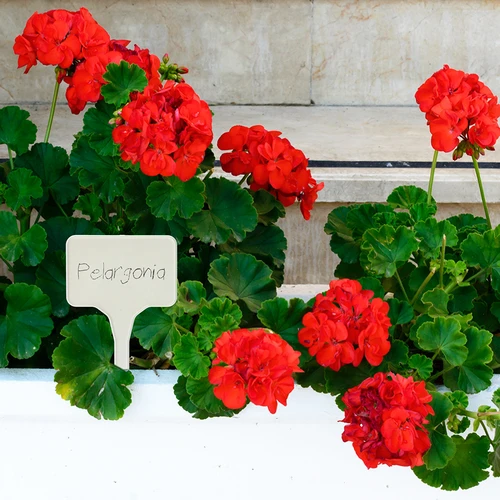 Skyltar för växtbeskrivning + blyertspenna mix 10+20 st. - 9