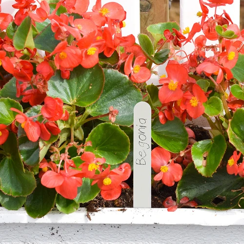 Skyltar för växtbeskrivning + blyertspenna mix 10+20 st. - 8