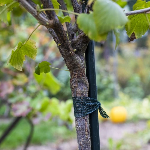 Tejp för växtbindning PE 3 cm x 50 m - 3