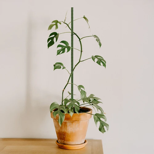 Trädgårdsstöd Bioogród – belagda stål, 0,75 m, fi 8 mm, 10 st. - 4