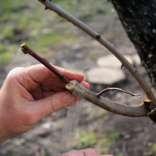 Trädgårdstejp för ympning, genomskinlig, 100 m x 3 cm - 4