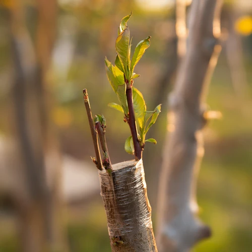 Trädgårdstejp för ympning, genomskinlig, 100 m x 3 cm - 5