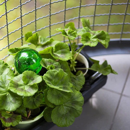 Tredubbel bevattningskula (trekammare), genomskinlig grön med keramisk fot, 600ml - 9