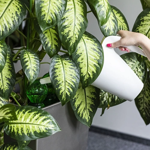 Tredubbel bevattningskula (trekammare), genomskinlig grön med keramisk fot, 600ml - 6