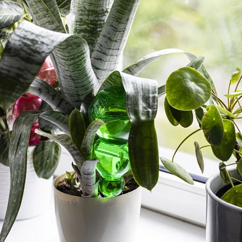 Tredubbel bevattningskula (trekammare), genomskinlig grön med keramisk fot, 600ml - 8