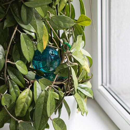 Tredubbel bevattningskula (trekammare), transparent blå, 600 ml - 7