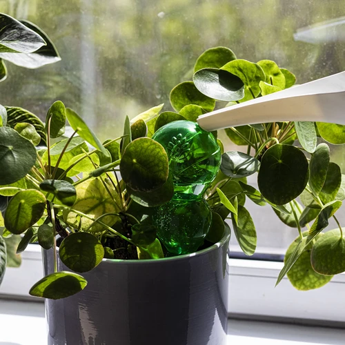 Tredubbel bevattningskula (trekammare), transparent grön, 600 ml - 6