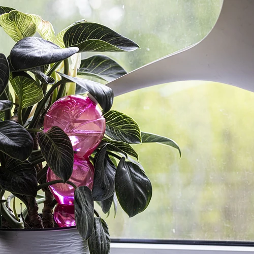 Tredubbel bevattningskula (trekammare), transparent rosa, 600 ml - 6