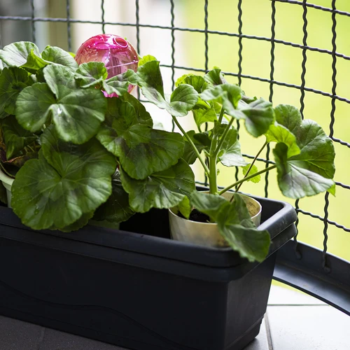 Tredubbel bevattningskula (trekammare), transparent rosa, 600 ml - 9