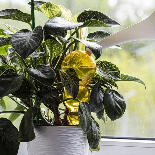 Tredubbel bevattningskula (trekammars), transparent gul, 600 ml - 6